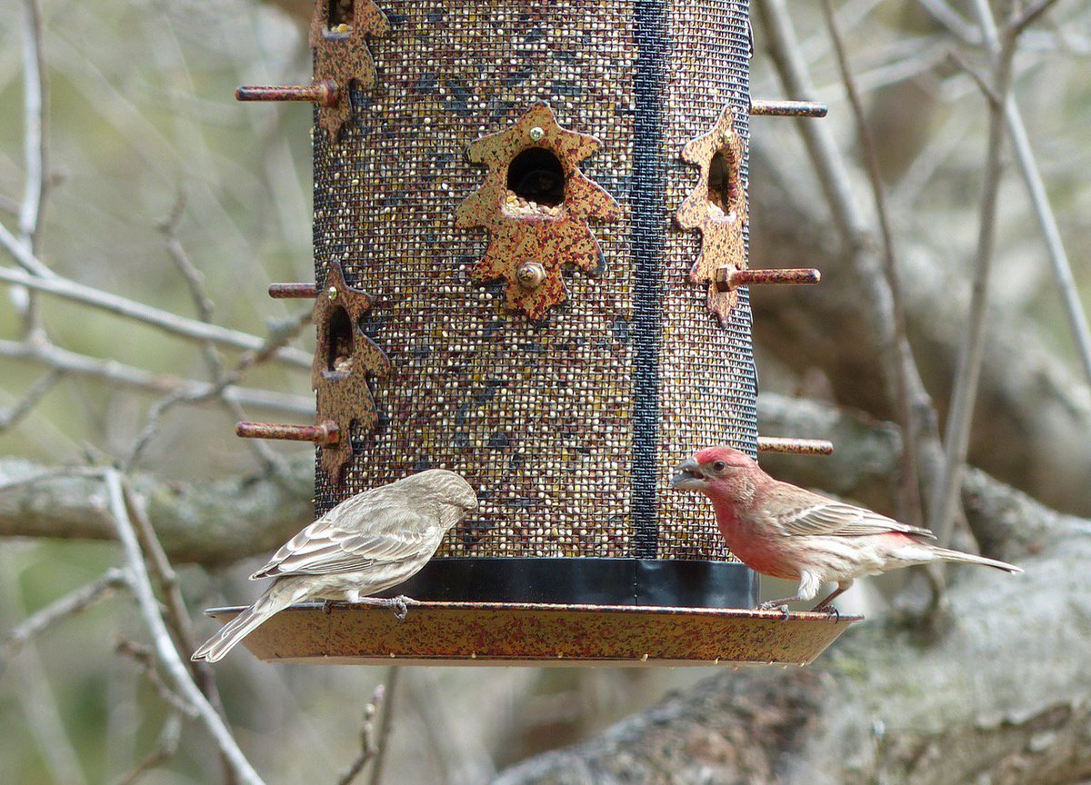 Mark Schober On Twitter Male And Female House Finches Checking