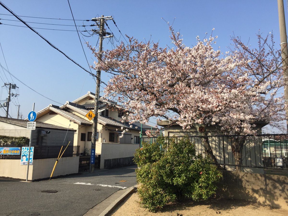 SamPRamdani's tweet photo. Bro, do you even Sakura? 

#sakura #hanami #kobesakura #cherryblossom #cherryblossoms #hellospring #kobespring #kobewarmth #kobecity #kobe

@Kobe_PRA @Kobe_PRA https://t.co/PIJxVQ4rck