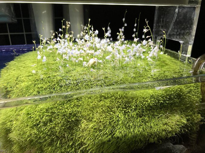 ウォーターローンの水上ミスト式や植え方 トリミング レイアウトを紹介 アクアリウムを楽しもう