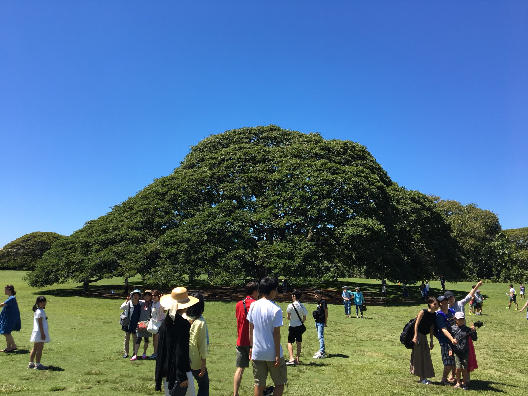 Kashiwaman 日立の樹 アラモアナガーデン 日立製作所のcm この木なんの木 でお馴染みの 日本一有名な樹 柏サポとしてぜひ一度来たい場所だった 夢が叶った その雄大さに感動した T Co Y8ovmikxev Twitter