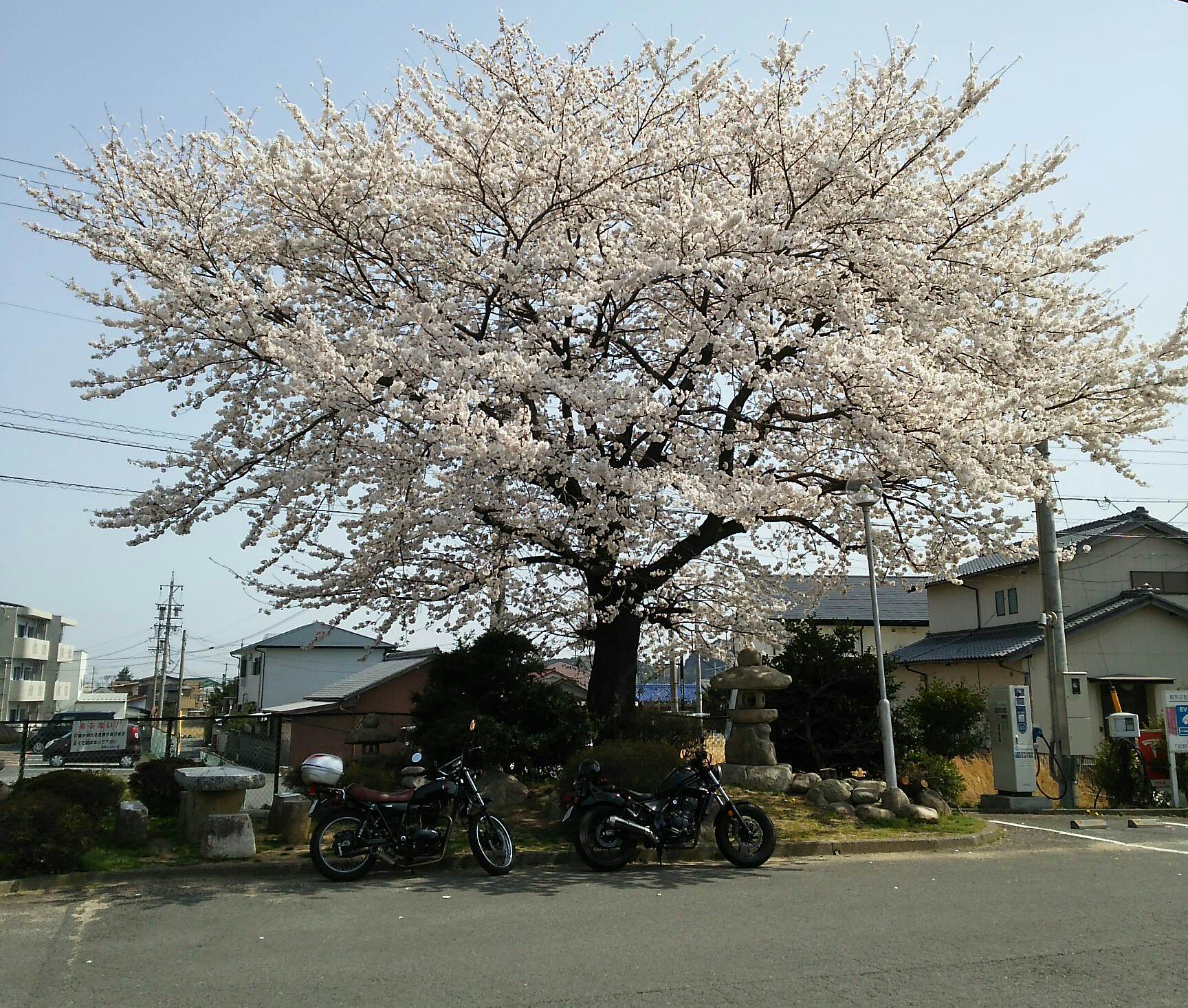 こもしか 公式 道の駅菰野 ｼﾝﾎﾞﾙﾂﾘｰ 桜満開 ｺﾓ T Co K4iyztcv37 Twitter