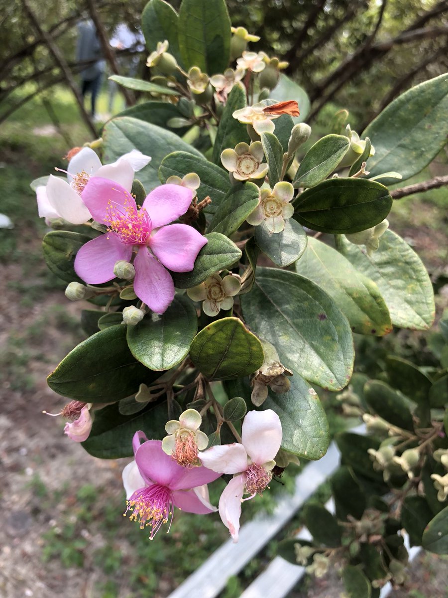 nattyle1983's tweet image. Tham quan các cơ sở nuôi cấy-sản xuất ngọc trai &amp;amp; công ty Sim Sơn, Phú Quốc.
#ngọctraiđenánhtím
#nữtrang
#vườnsim #rượusim #mậtsim