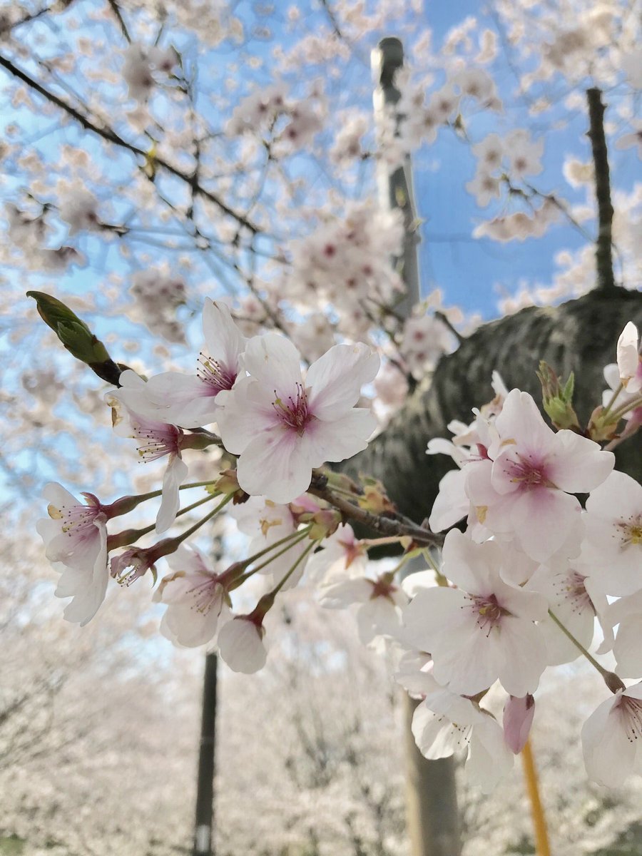 Ken 熊本県宇土市にある立岡山自然公園です 花見客が多く駐車場の確保が難しかったですがやはり綺麗ですね 路上駐車もおおく地元警察が巡回して注意してます 迷惑かつ危険ですので行かれる際は所定の位置に駐車して花見されてください