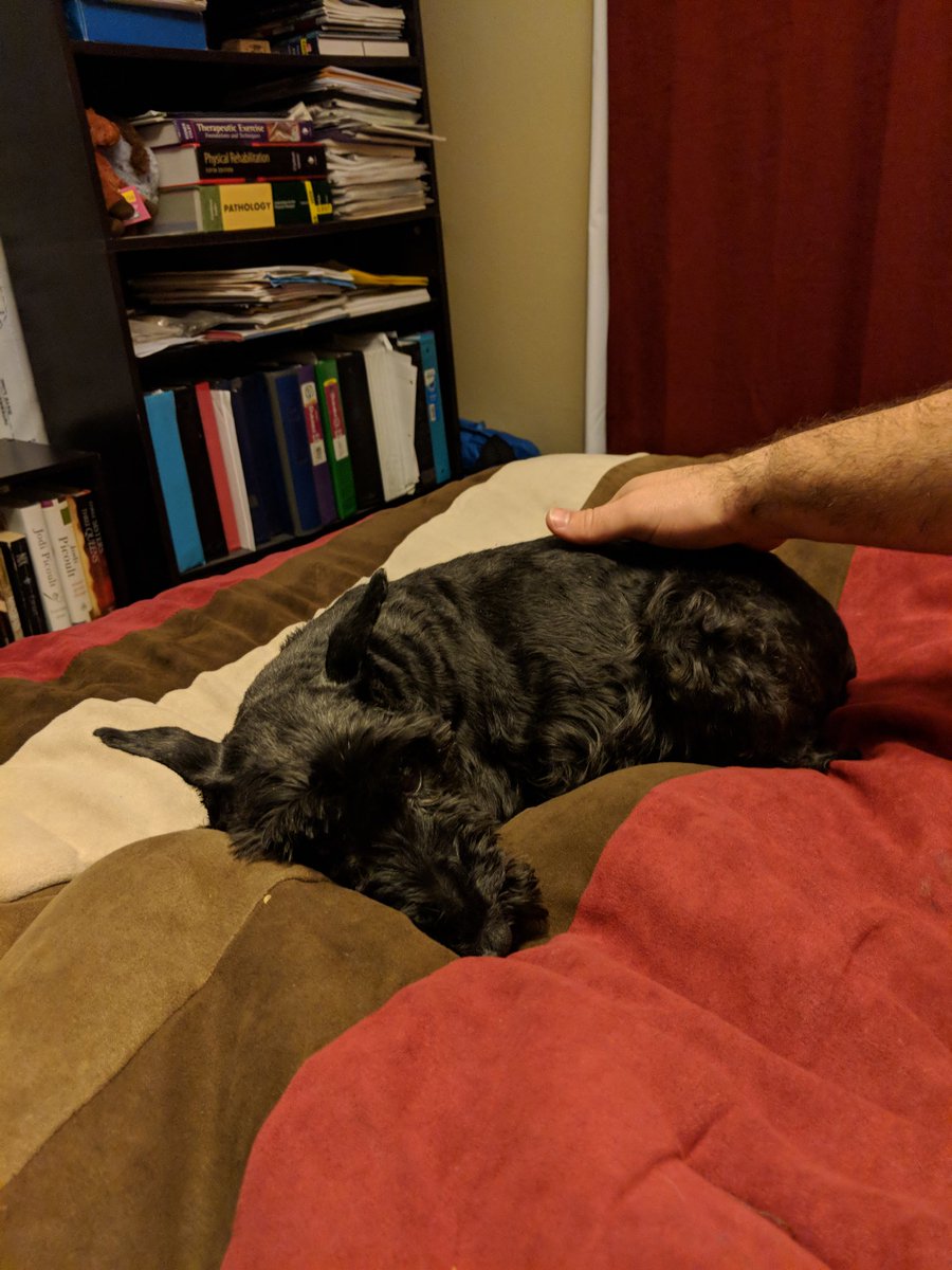 thebearded_lady's tweet photo. Don't you dare move me! #iwillbiteyou #toothless #myhalfofthebed #giantschnauzerneedsgiantroom https://t.co/rbmkL2qTit