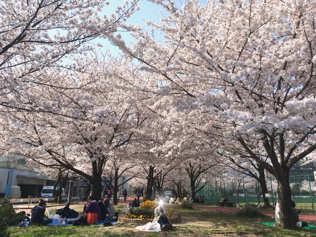 ｋ コスギ マンガ似顔絵 山王公園 桜 満開なう 静かでまったりお花見したい人に最適な場所です W つ お 花見 Ohanami Sakura T Co Sculot4x0k T Co Hznbclsrvq Twitter