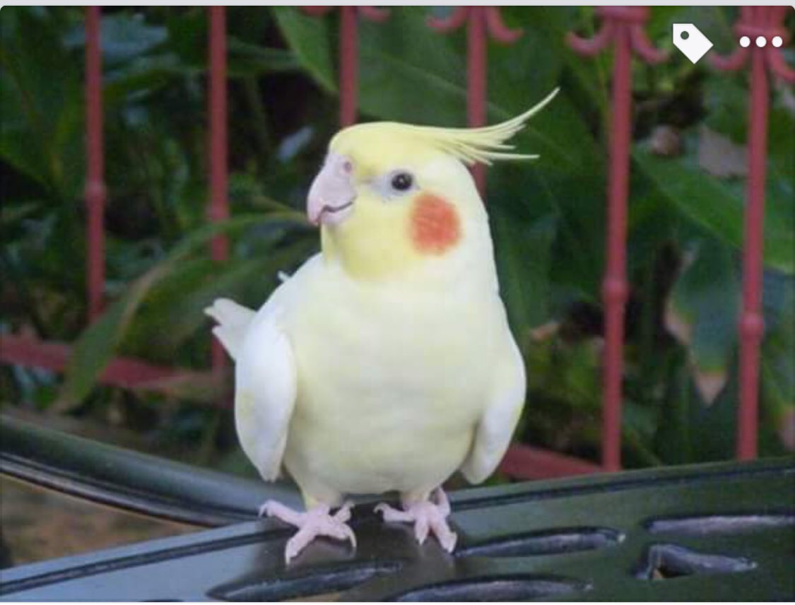 BimBirdy's tweet image. Day 29 ... Bird ..The gorgeous Sugar @snAbbeyrum @snAbbeyrum StNichAbbeyRUM Barbados 🇧🇧 Great memories #marchphotoaday #marchphotochallenge