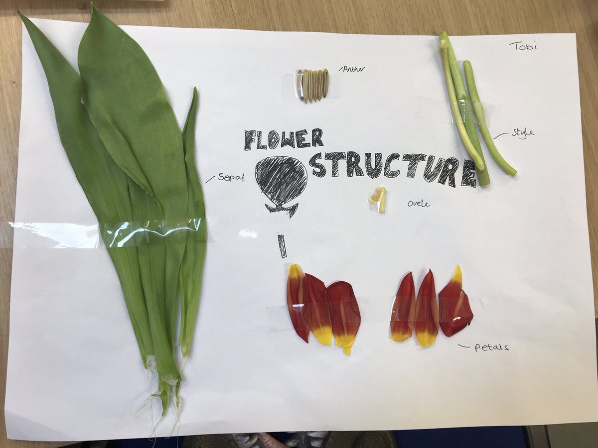 ErnestBevin_Sci's tweet photo. The year 8’s have been dissecting plants and identifying their parts @ErnestBevinColl https://t.co/gGEMZGyg4V