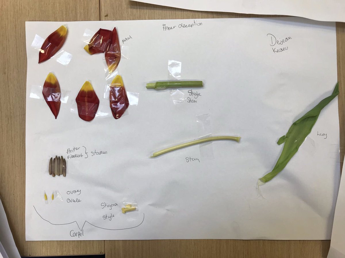 ErnestBevin_Sci's tweet photo. The year 8’s have been dissecting plants and identifying their parts @ErnestBevinColl https://t.co/gGEMZGyg4V
