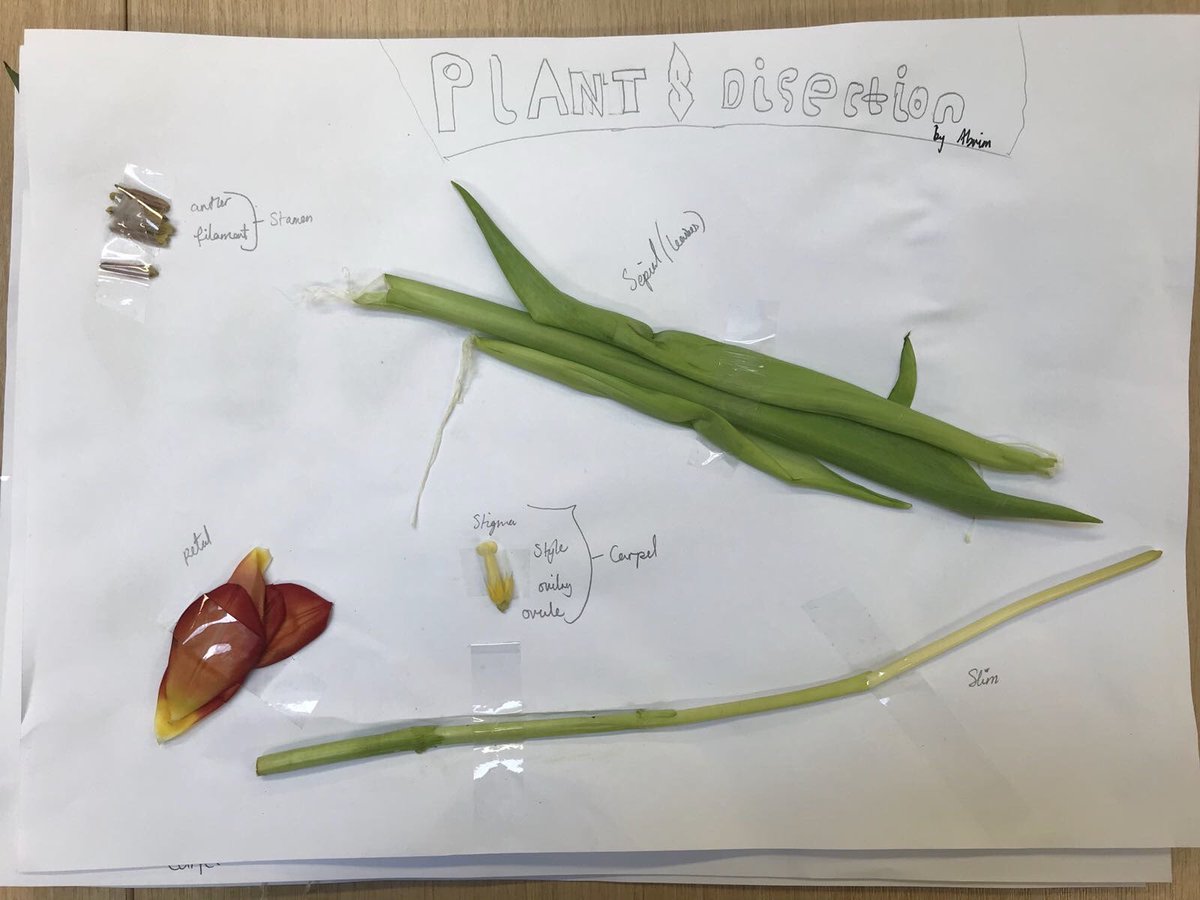 ErnestBevin_Sci's tweet photo. The year 8’s have been dissecting plants and identifying their parts @ErnestBevinColl https://t.co/gGEMZGyg4V