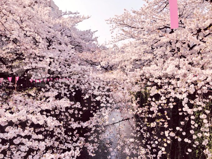 「桜」のTwitter画像/イラスト(古い順｜RT&Fav:50)｜3ページ目