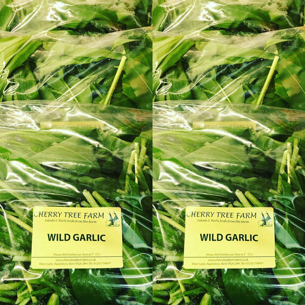 Mansfieldsnews's tweet photo. Wild Garlic - if you have no time to forage we can supply - English special #wildgarlic #forage #weekendspecial #englishseasonal #cherrytreefarm https://t.co/auJBVia0NH