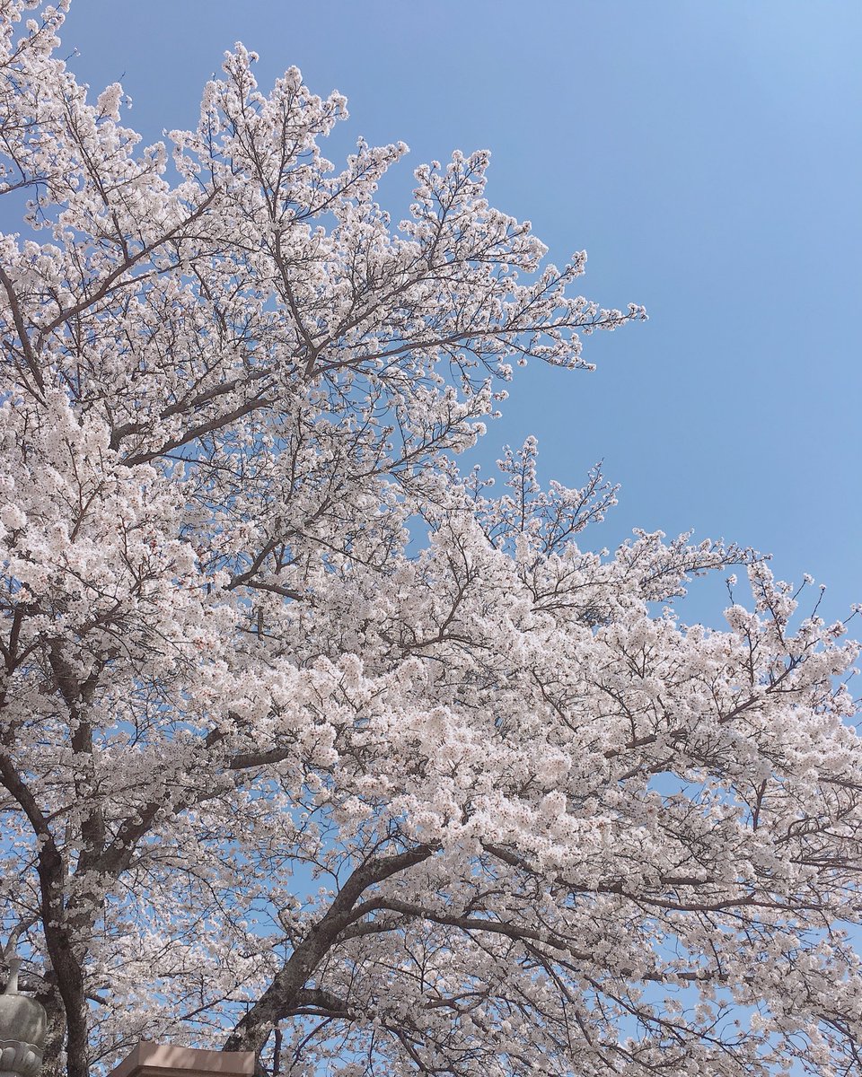 ameyuki550's tweet photo. 桜が満開なのでお花見してきました🌸
いい天気でおとさんも楽しそうでしたー😊 https://t.co/FtQ8X5snRy