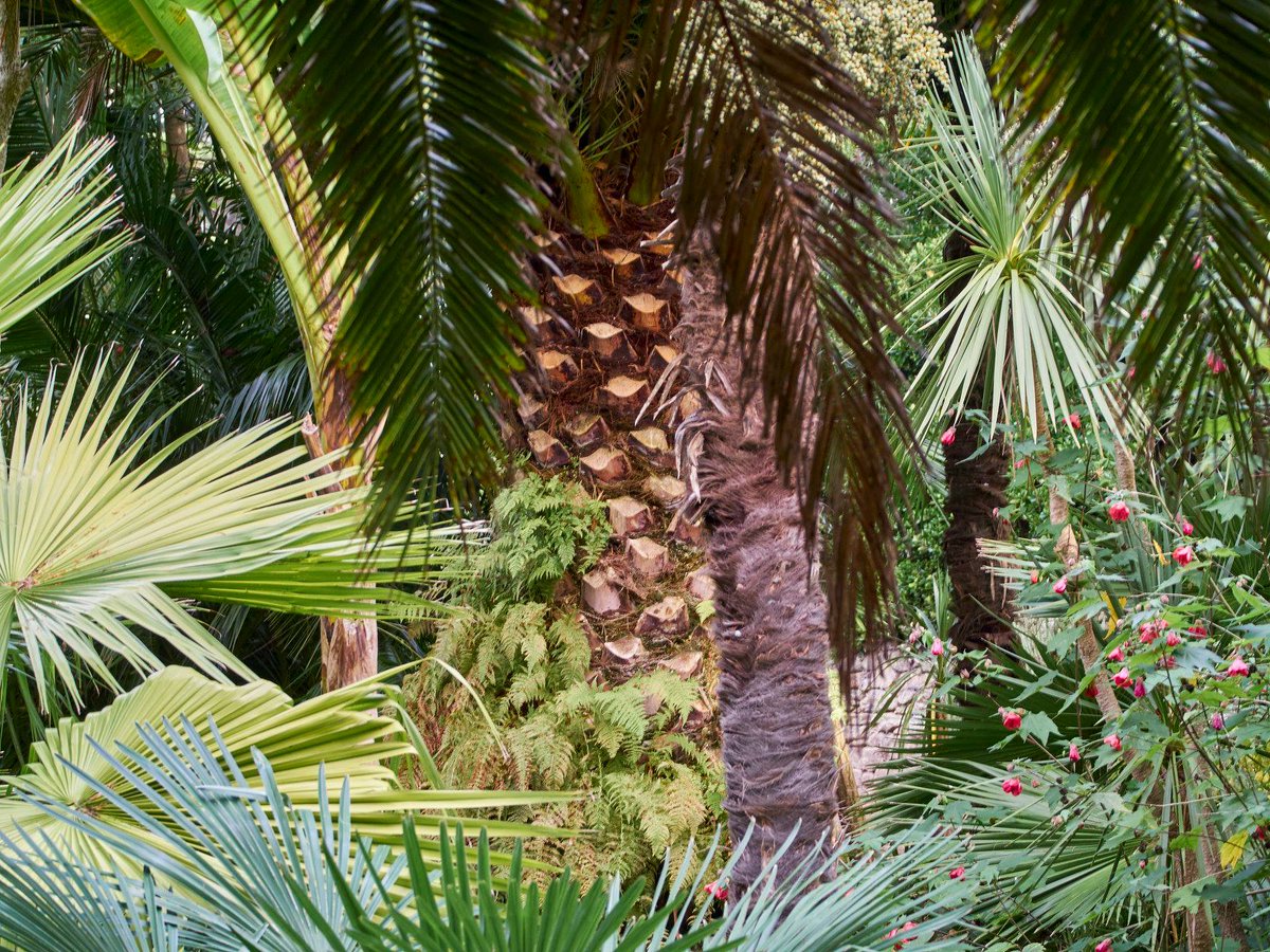 Le jardin ouvre ses portes ce dimanche pour la saison 2018 1er avril/ 4 novembre 11h/18h <a href="/Toutcommence29/">Tout commence en Finistère</a> <a href="/Tousaujardin/">Tous au jardin</a> #jardin #Bretagne #Bzh