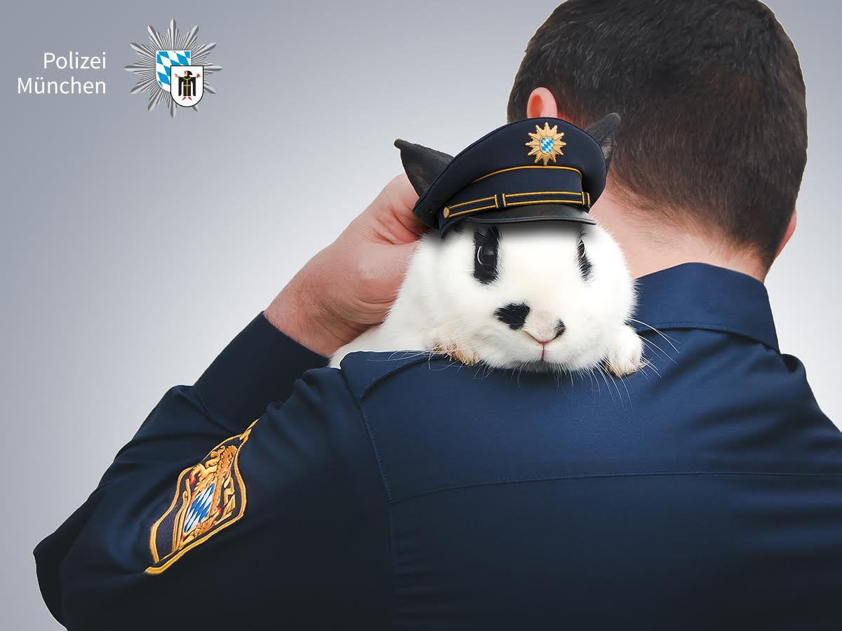 PolizeiMuenchen's tweet image. Nach einer Testphase von einem Jahr steht fest: unsere Polizeiwachen in #München bekommen #Polizeihasen! Gerade in hitzigen Situationen sorgen sie mit ihrem flauschigen Fell für Stressabbau bei allen Beteiligten. Auf dem Foto Hasi der Erste der Polizeiinspektion 1.