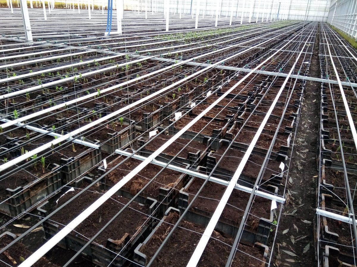 DoubleCheckLily's tweet image. Spannend! Deze kisten zitten vol met nieuwe soorten. Over 10 weken weten we welke soorten het best passen bij de eisen, die wij aan onze lelies stellen. Wordt vervolgd! #vletterendehaan #lelium #lelie #innovatie #theinnovatorsoflilycultivars