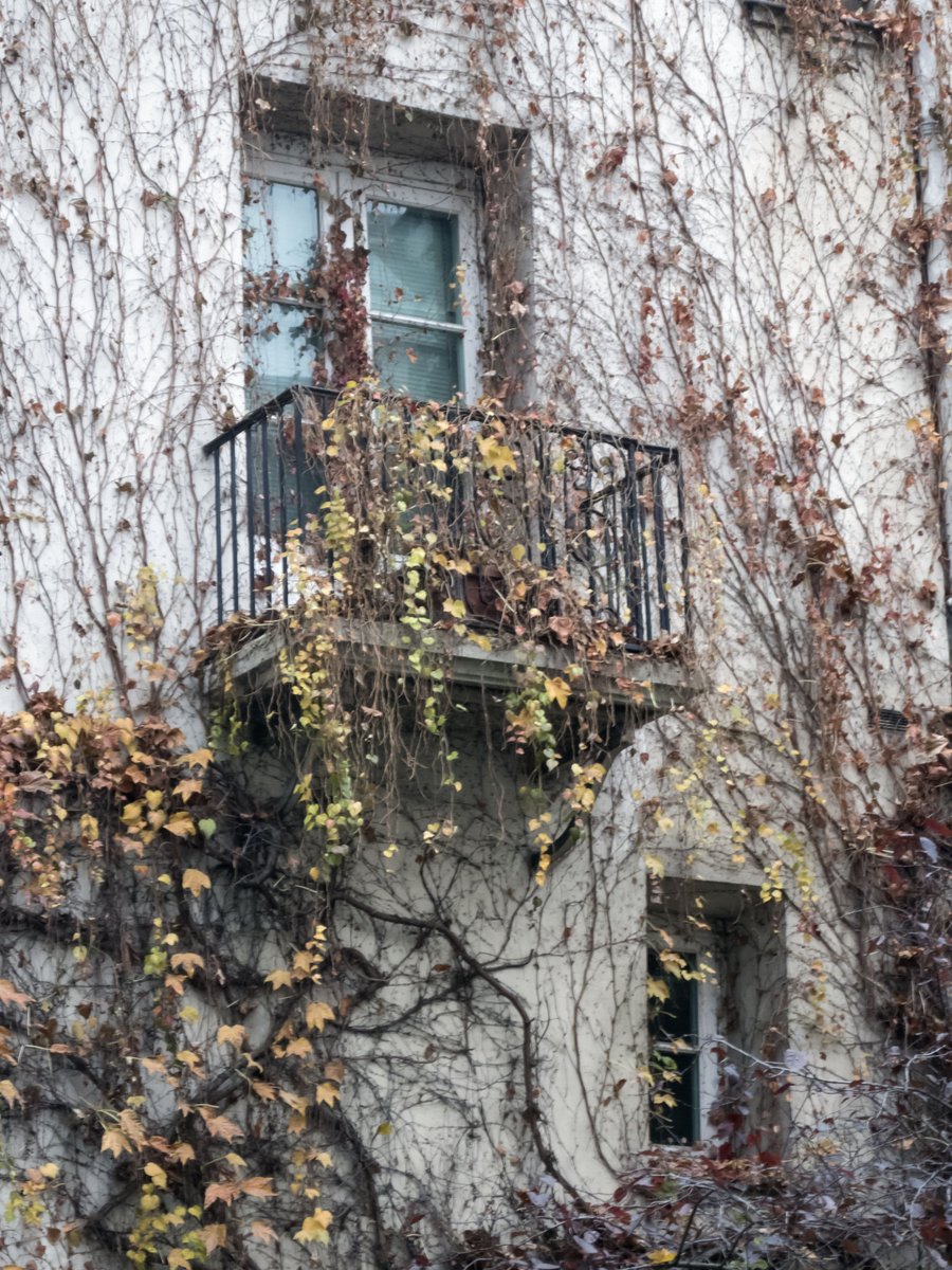 #IvyCovered building next to #SquareDanielleMitterand in the #5thArrondissement