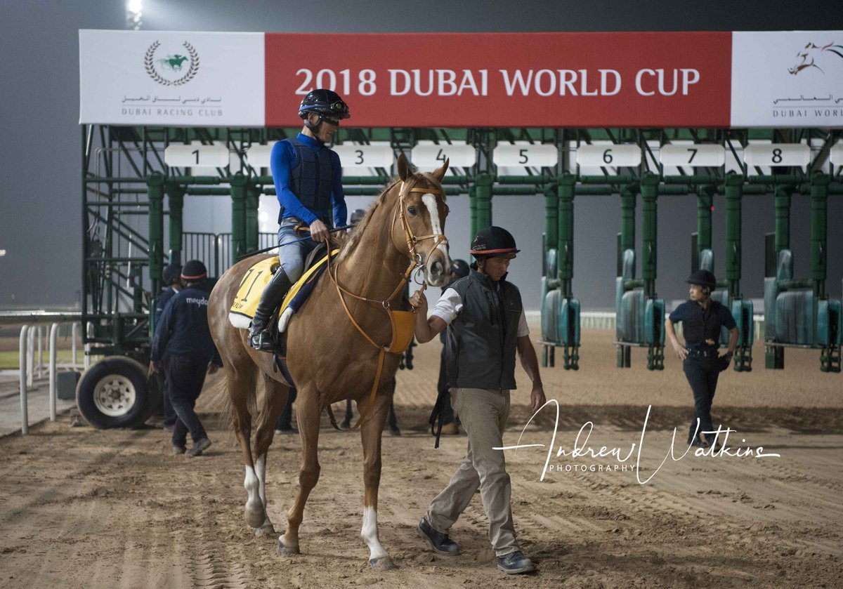 Neorealism gets led behind the starting gate before schooling <a href="/DRC_Meydan/">DRC_Meydan</a>