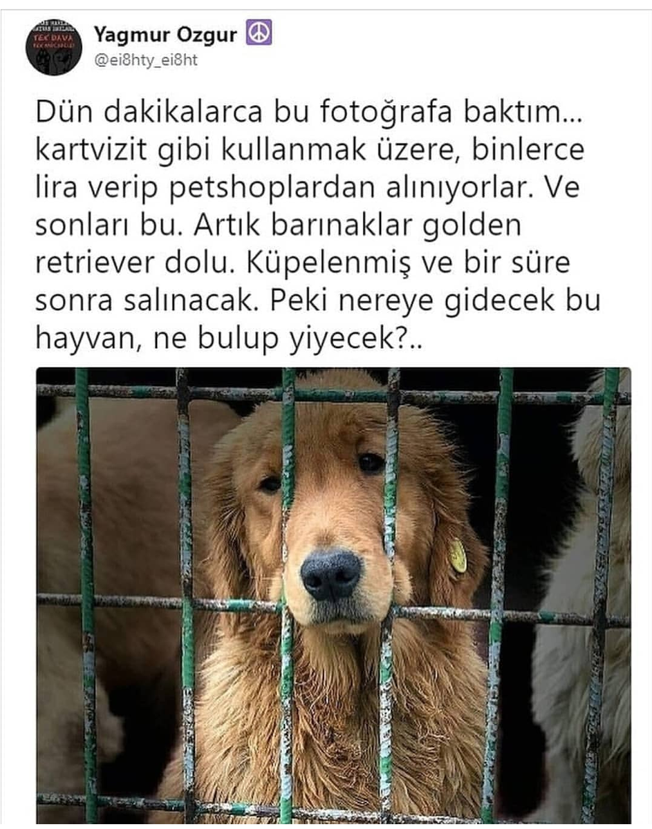 MerveSarmann's tweet photo. #satınALMAsahipçık sizin paranizdan daha kıymetli canları.. https://t.co/d3ddVDIoUF