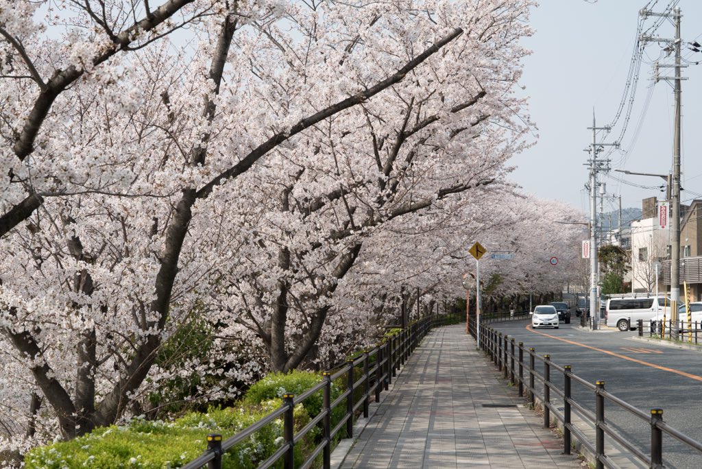 osaka_ux's tweet photo. 豊中キャンパスの桜の風景です。 https://t.co/6WGUi1cdQJ