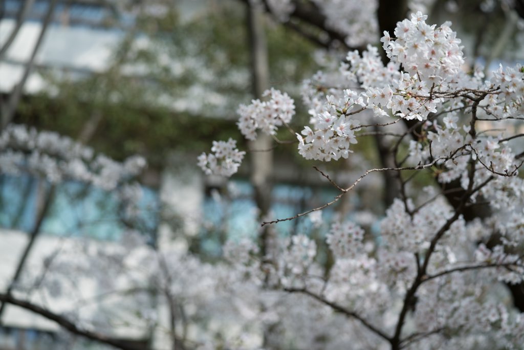 osaka_ux's tweet photo. 豊中キャンパスの桜の風景です。 https://t.co/6WGUi1cdQJ