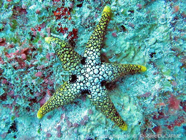 DORIS_ffessm's tweet photo. Une nouvelle #astérie tropicale est désormais visible sur #DORIS, décrite seulement en 2017 par @echinoblog, mais observée par nos photographes depuis longtemps !
LE BRIS S., DUCARME F. in : DORIS, 28/03/2018:
Ferdina mena Mah, 2017, https://t.co/a4g1cK5lfS
#Echinodermes https://t.co/jWBfQnnzkZ