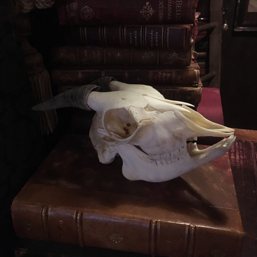 Lecurio En Twitter 山ヤギの頭蓋 フランス 手のひらに収まるコンパクトな山ヤギ の頭蓋骨です 標本処理がかなり良い品です 古くから異端の象徴としてグノーシス主義や悪魔崇拝のシンボルとされてきた山ヤギは陰鬱とした雰囲気によく合います Lecurio営業中です