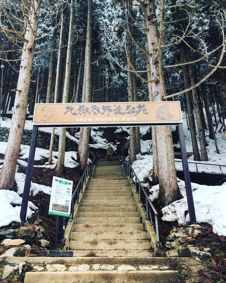 bird_kirei's tweet photo. 長野の『地獄谷野猿公苑』 https://t.co/bVmPJZFGCj