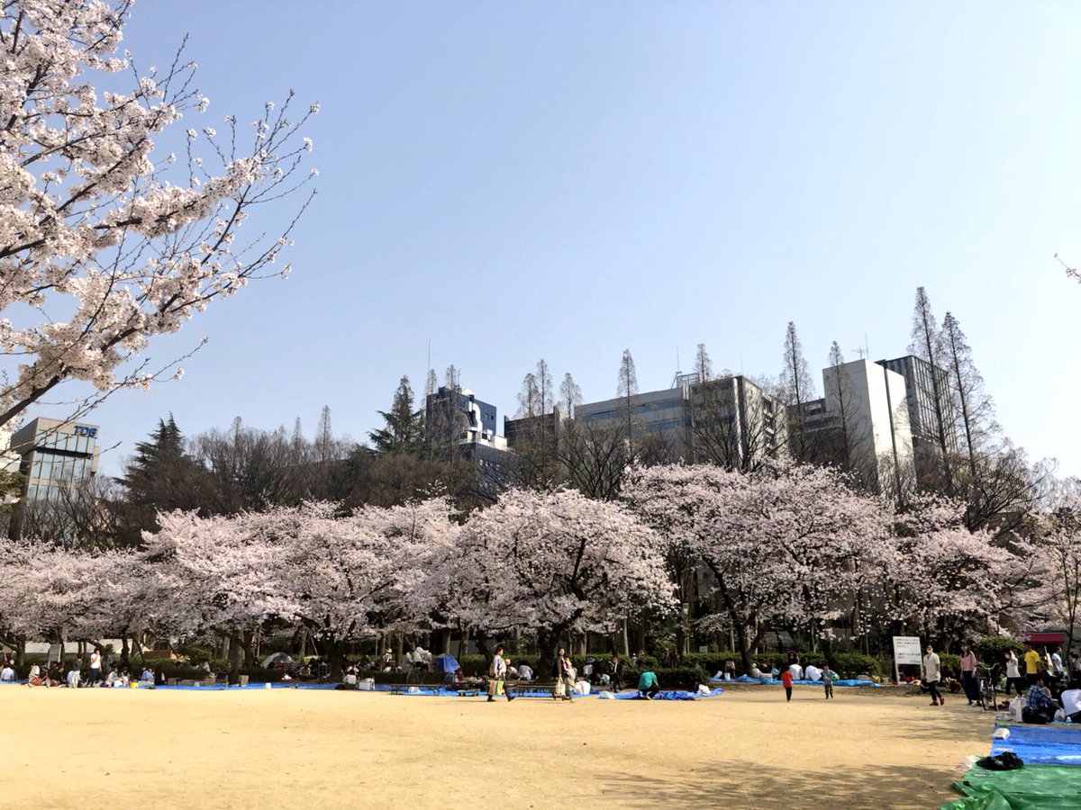 珈琲館靭本町店 靭公園の桜は満開です 靭公園 靭本町