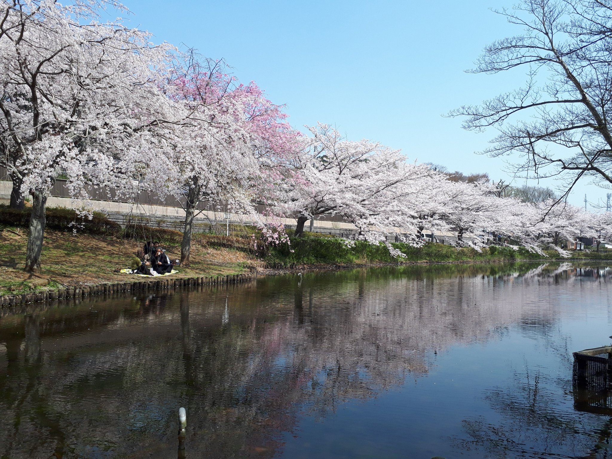 みんとにゃ Auf Twitter 千葉市花見川区の花島公園 満開の桜が池に映ってとても綺麗でした 花島公園 花見川区 桜 T Co 4dlyguxdcg Twitter