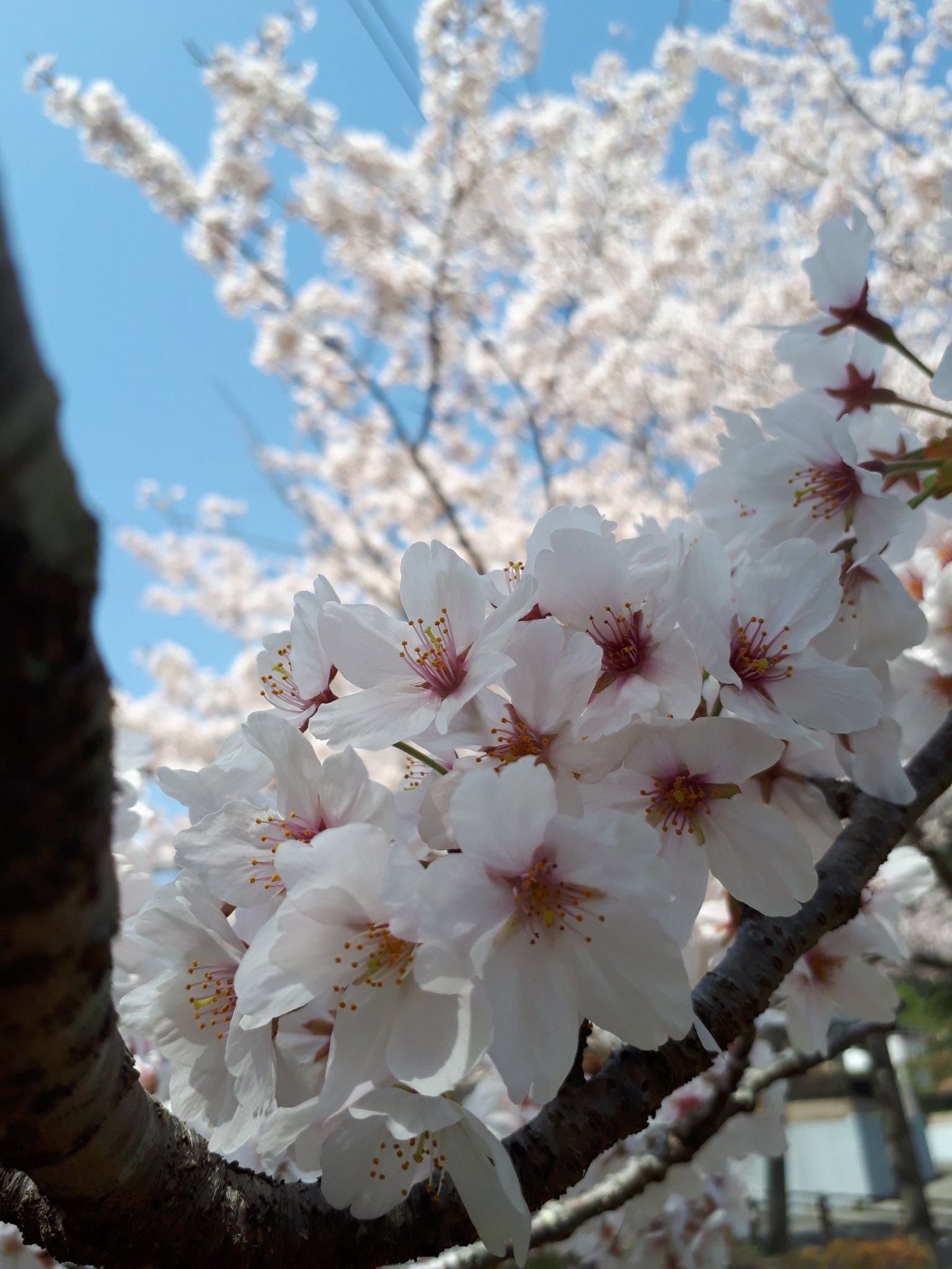 桜 楽天市場】2025年4月開花予定 陽光さくら苗【苗桜】 陽光桜 別名