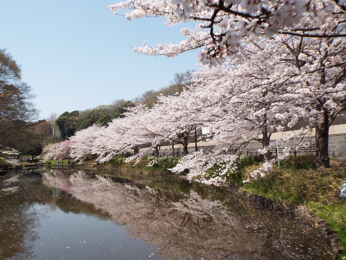 みんとにゃ 千葉市花見川区の花島公園 満開の桜が池に映ってとても綺麗でした 花島公園 花見川区 桜 みんとにゃ 千葉市花見川区の花島公園 満開の桜が池に映ってとても綺麗でした 花島公園 花見川区 桜