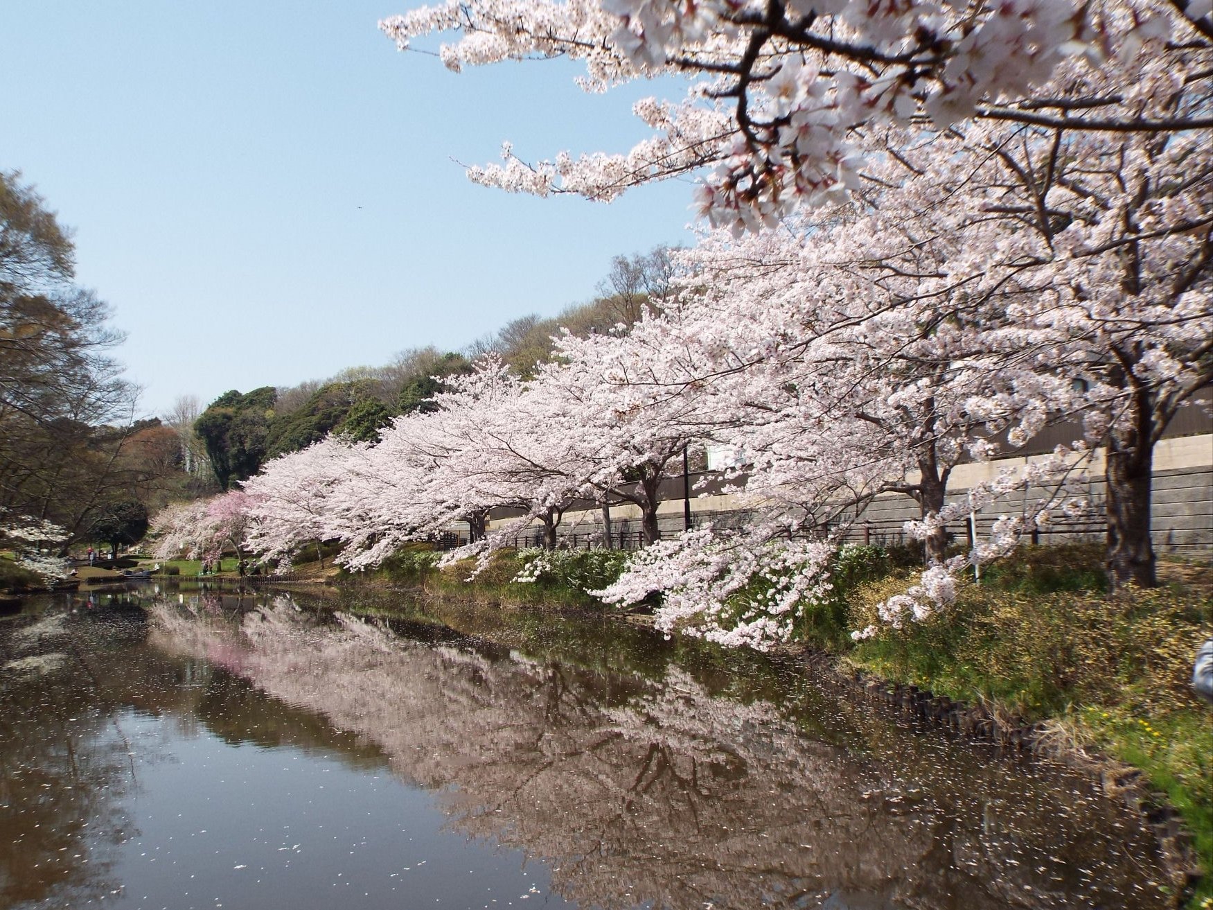 みんとにゃ Auf Twitter 千葉市花見川区の花島公園 満開の桜が池に映ってとても綺麗でした 花島公園 花見川区 桜 T Co 4dlyguxdcg Twitter