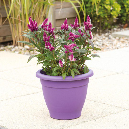 StewartGarden's tweet photo. Add a touch of colour to your garden with one of our Essential Planters. https://t.co/x8dNg6HA0B https://t.co/4OWXBOJXcR