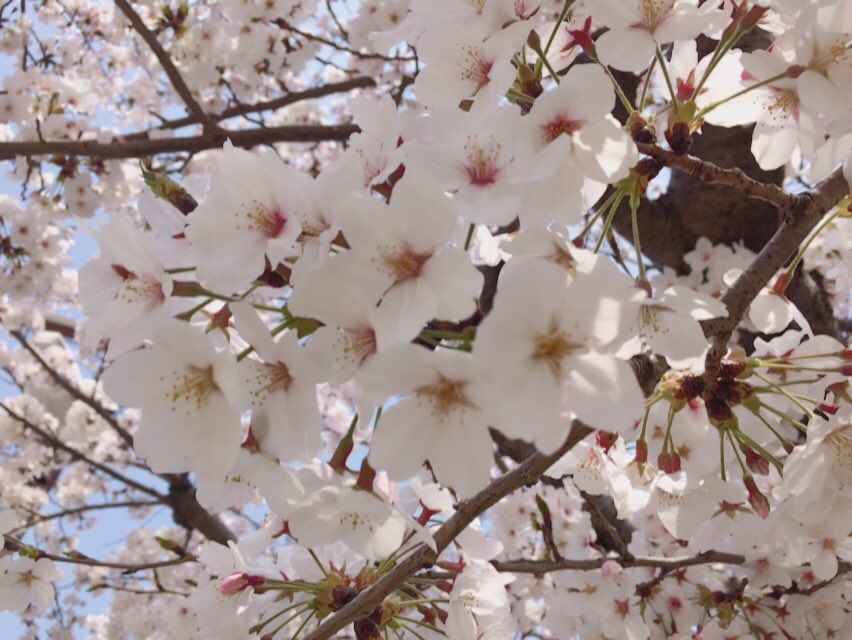 basketmanH14's tweet photo. まきさんとお花見しました🌸
ツーショットはNGでした😂笑 https://t.co/fQdY04055S