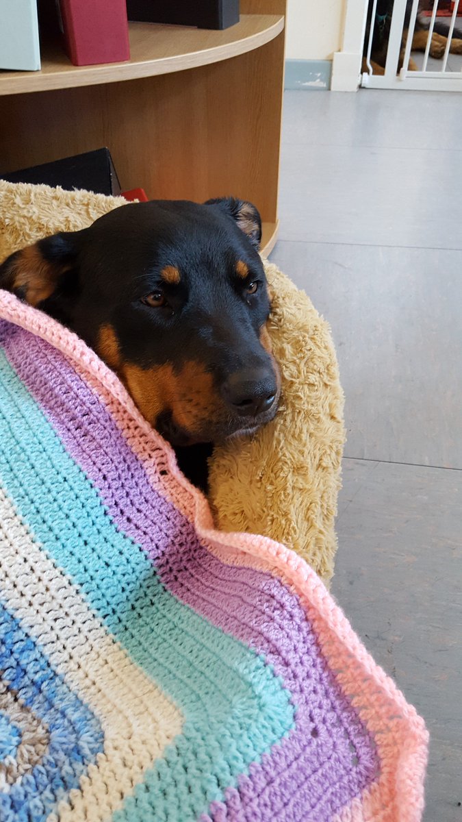 DogAidSociety's tweet photo. Remember if you are struggling with a vet bill, we may be able to help. Call us on 0131 668 3633 or visit https://t.co/ERGrP06Lug https://t.co/pJnlT3iSmZ
