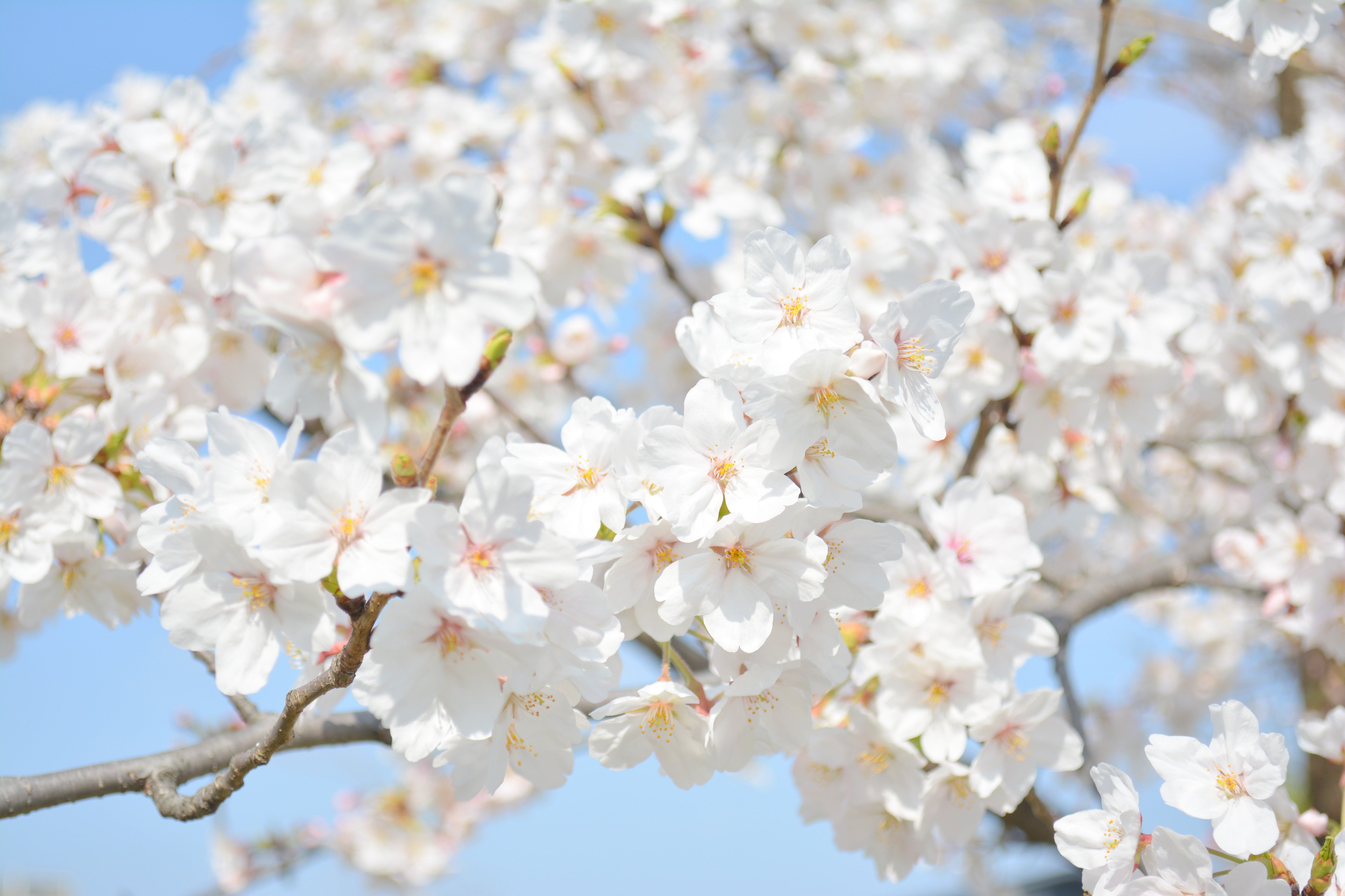 京都水族館 公式 梅小路公園の桜は満開 心地良い天気でお花見日和ですね 京都水族館ではペンギンの さくら 桜馬場通り もお待ちしています T Co Tobtxche7s Twitter
