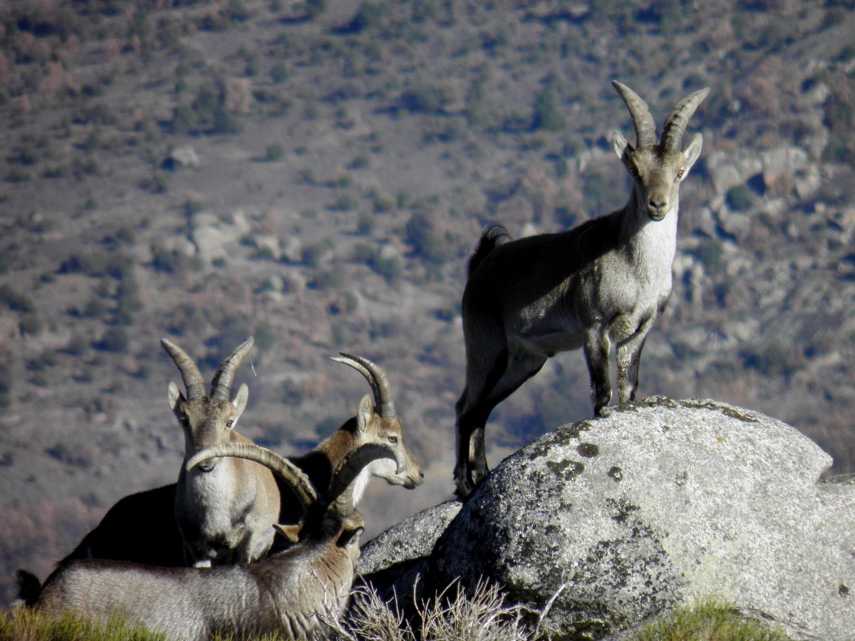 #gredos  te recibe, caminado puedes ver @ImagenGredos como esta.<a href="/_tablilla/">@La Tablilla</a> <a href="/Gredos_/">Gredos</a> <a href="/AndandoGredos/">Andando Gredos</a> #Felizsemanasanta.