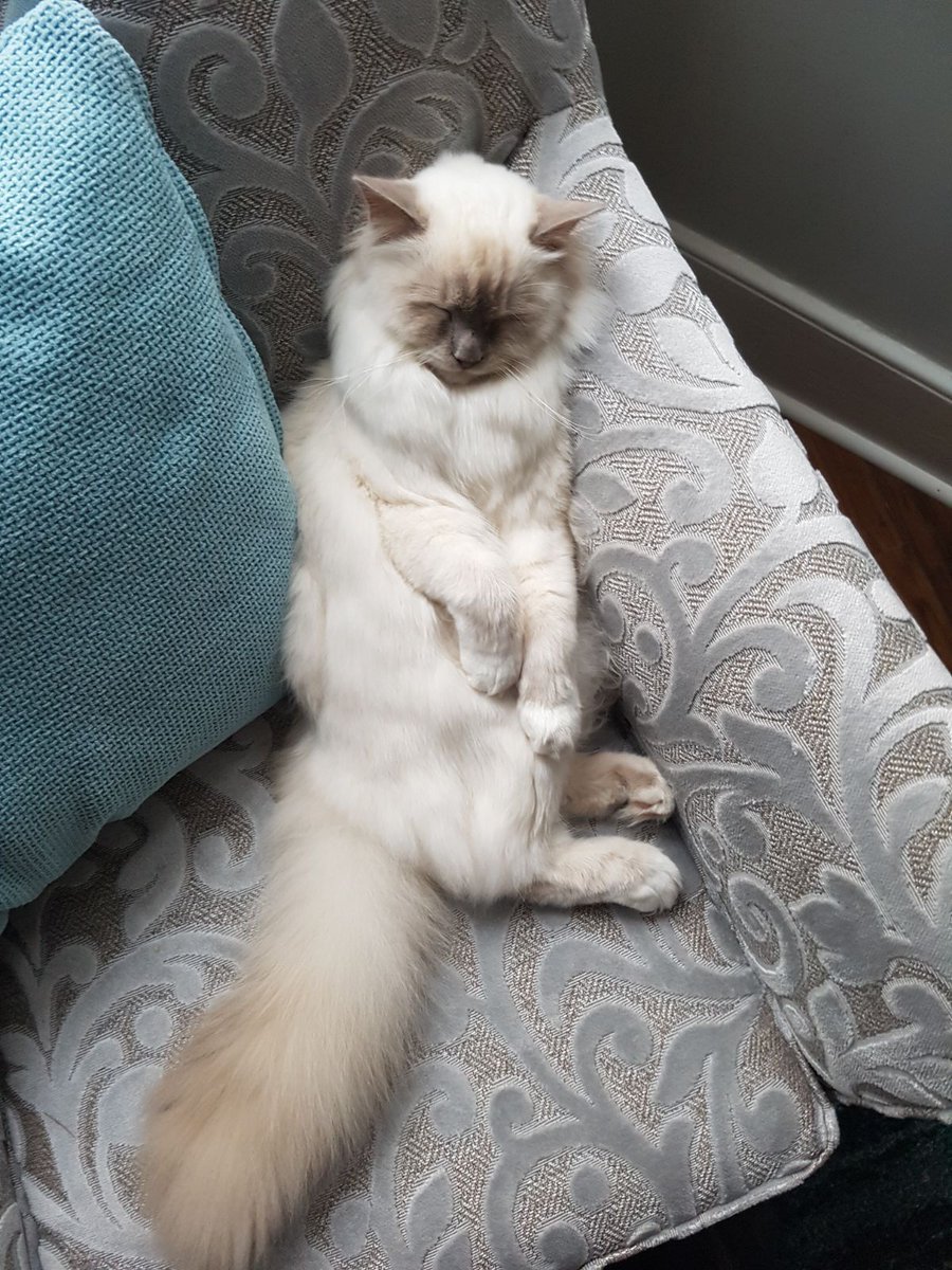 rugdoctoruk's tweet photo. Everyone looking forward to the long weekend!? Looks like our #RugCat Curtis has the right idea and is taking some well needed R &amp; R! #RugDoctorUK #CarpetCleaning #HappyEaster #Relax https://t.co/o7HWgSab2P