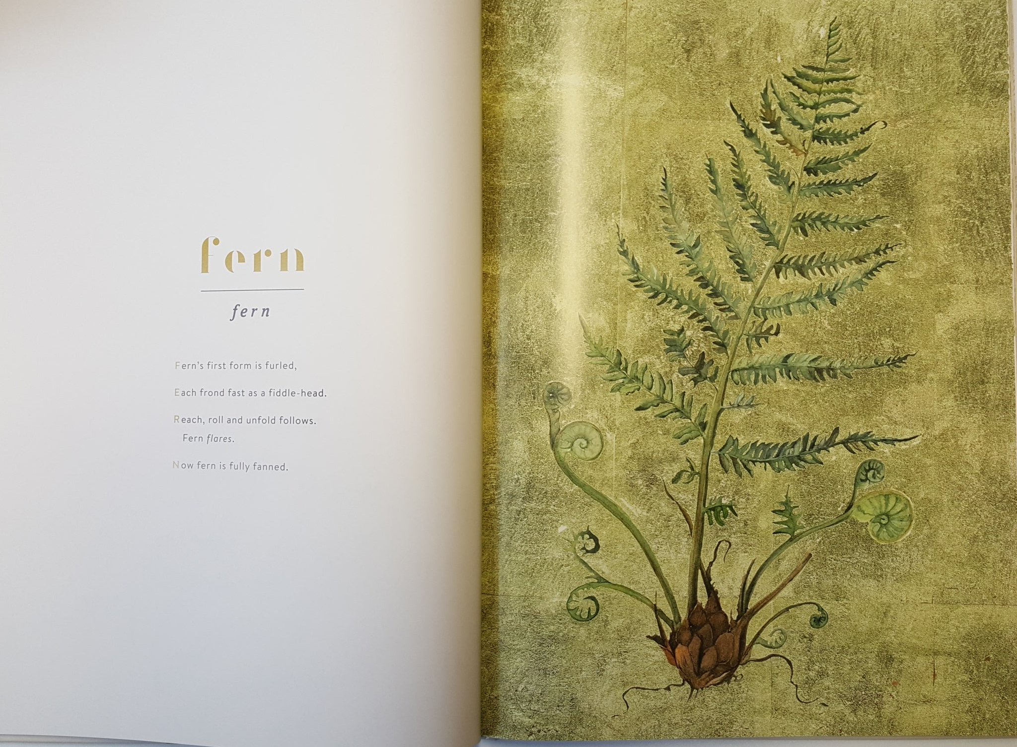 Simone Schröder on Twitter ""Fern's first form is furled, / Each frond