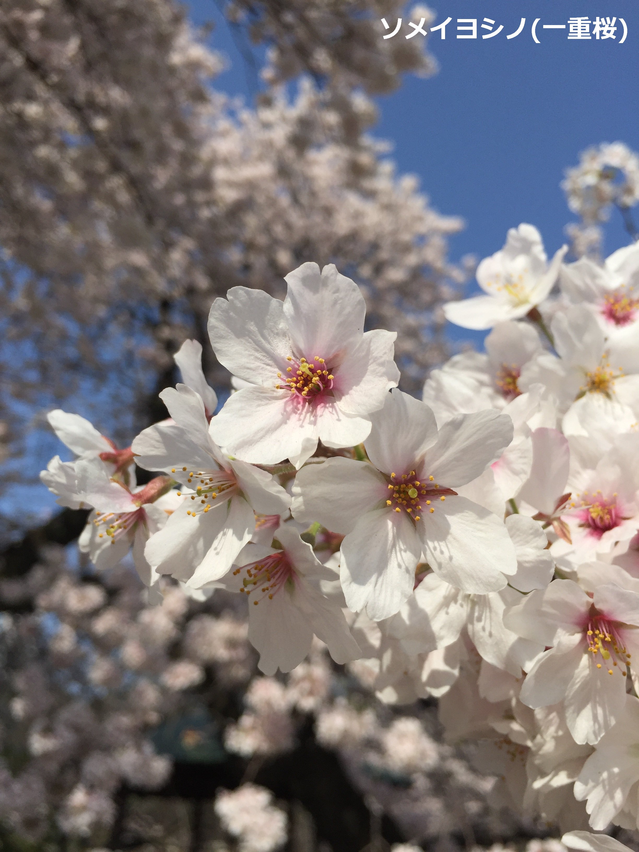 環境省 一重桜と八重桜 新宿御苑 要入園料 花びらが5枚のソメイヨシノ 一重桜 と 15枚のシロタエ 八重桜 同じサクラでも 比べてみると違いがよくわかりますね 入園は9時 16時 園内への酒類の持込はできません 新宿御苑 桜 Sakura 春