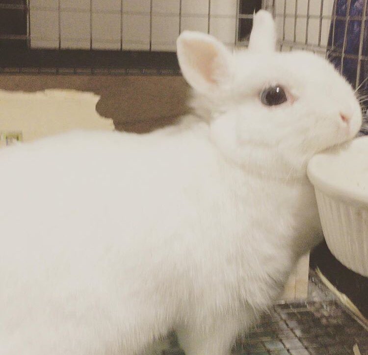 うさぎのみなさんの換毛期は無くなりそうで怖い勢い もう1羽うさぎができそうになる Togetter うさぎのみなさんの換毛期は無くなりそうで怖い勢い もう1羽うさぎができそうになる Togetter