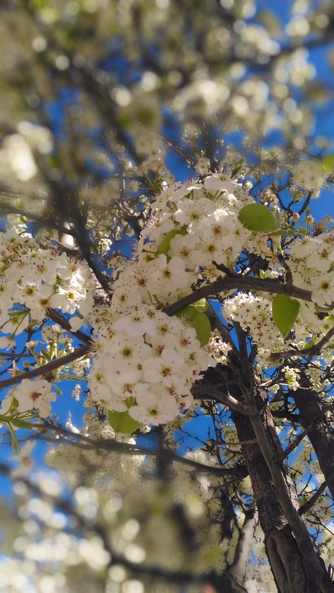 vallaspvc's tweet photo. Felices fiestas #SemanaSanta #primavera #arbolesdeprimavera #jardín #vallaspvc #vallasjardin https://t.co/3GBETLvyxD