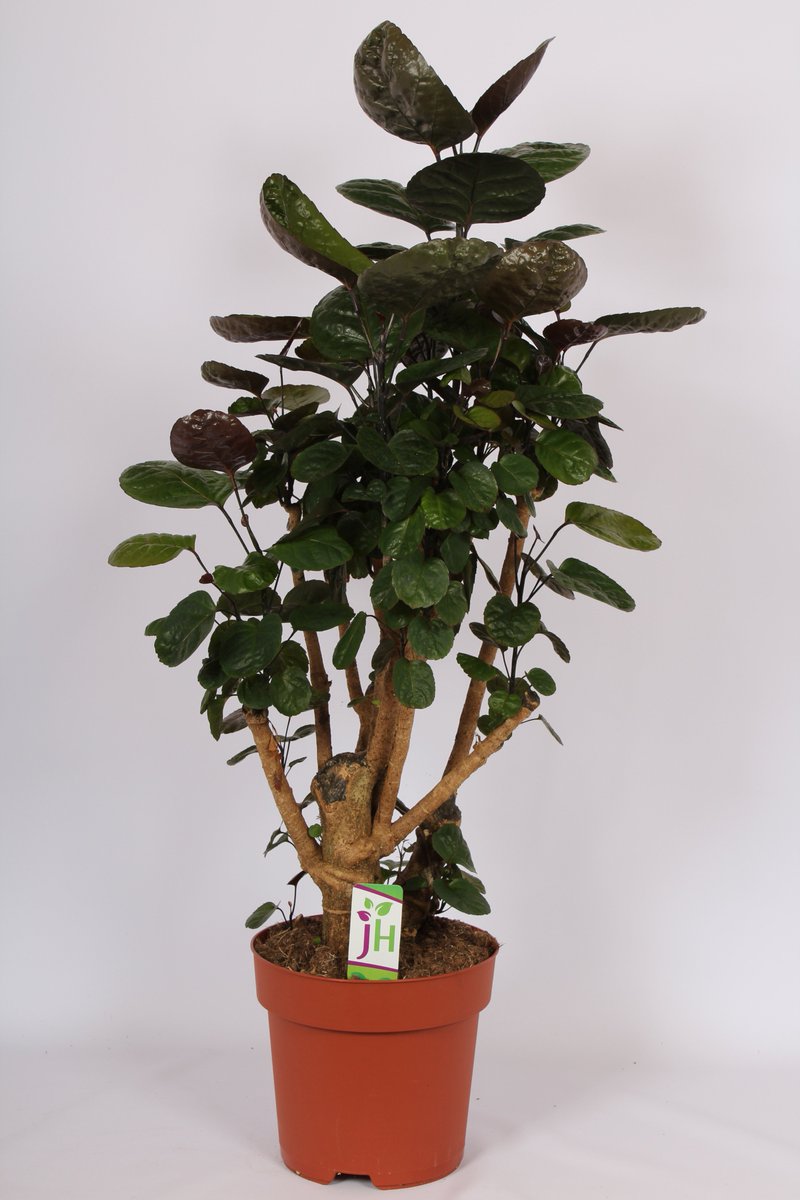 JHeijnenPotpl's tweet photo. Mooie Polyscias Fabian in een 24 cm pot. Lengte 95-105 cm. Meer informatie is te vinden op https://t.co/LQcIPti6Fw Succes. https://t.co/G2GWanZg4L