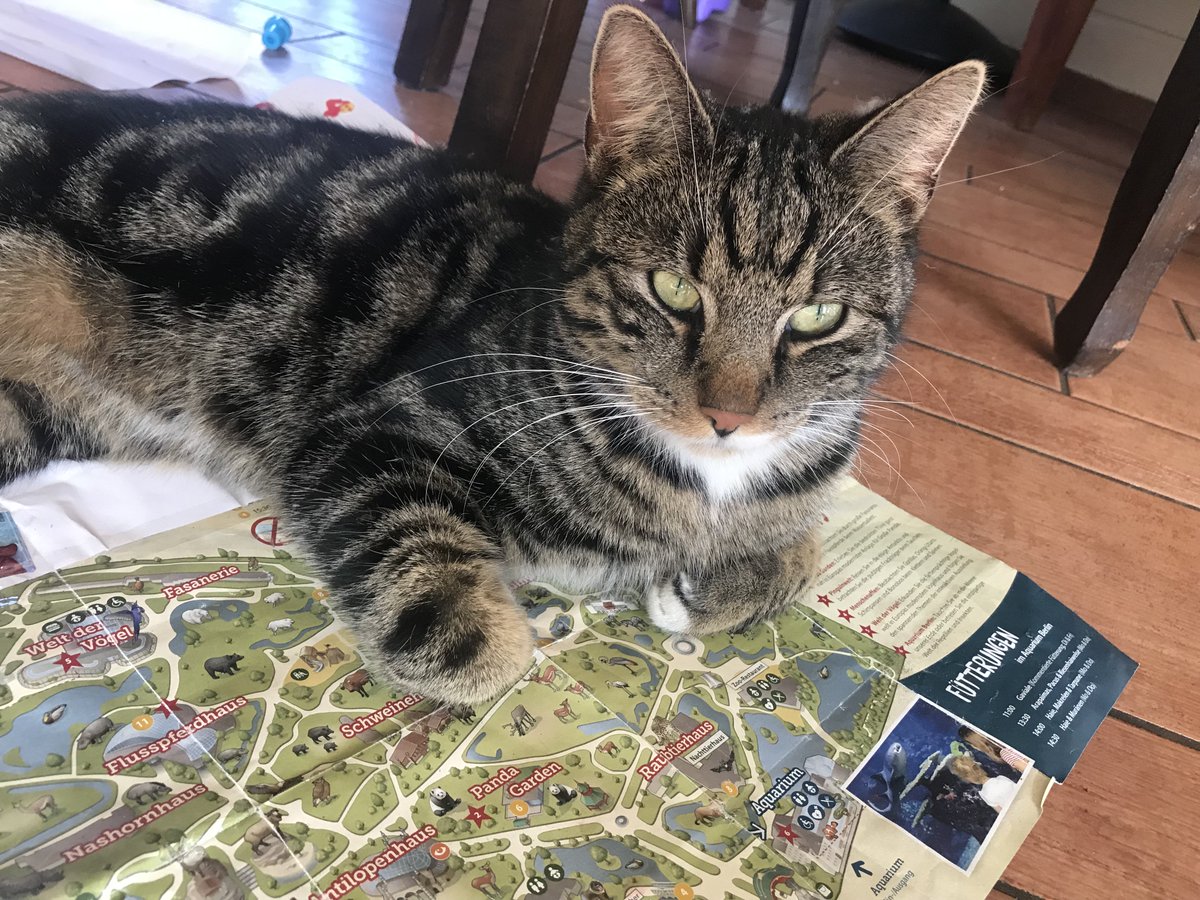 jer03n's tweet image. #KAT #vermist: Mickey kater 
Ras: EUROPESE KORTHAAR HUISKAT 2 jaar kater.
Omgeving: kern #Eemster! #Dwingeloo 

facebook.com/jeroensmit2000…