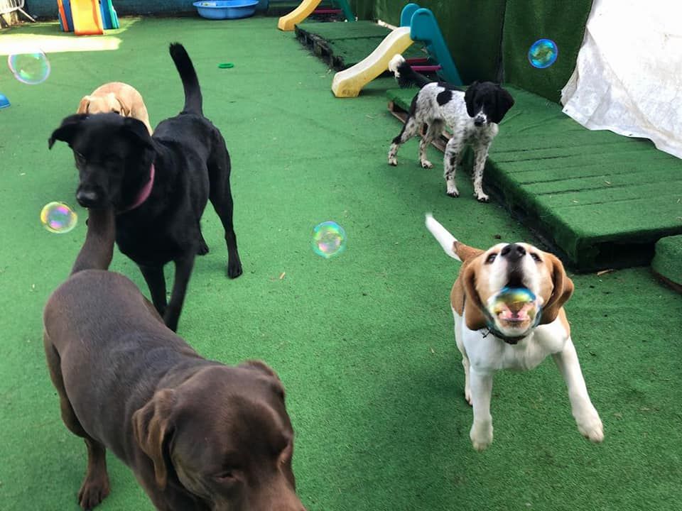 Daycare 4 Dogs tweet media