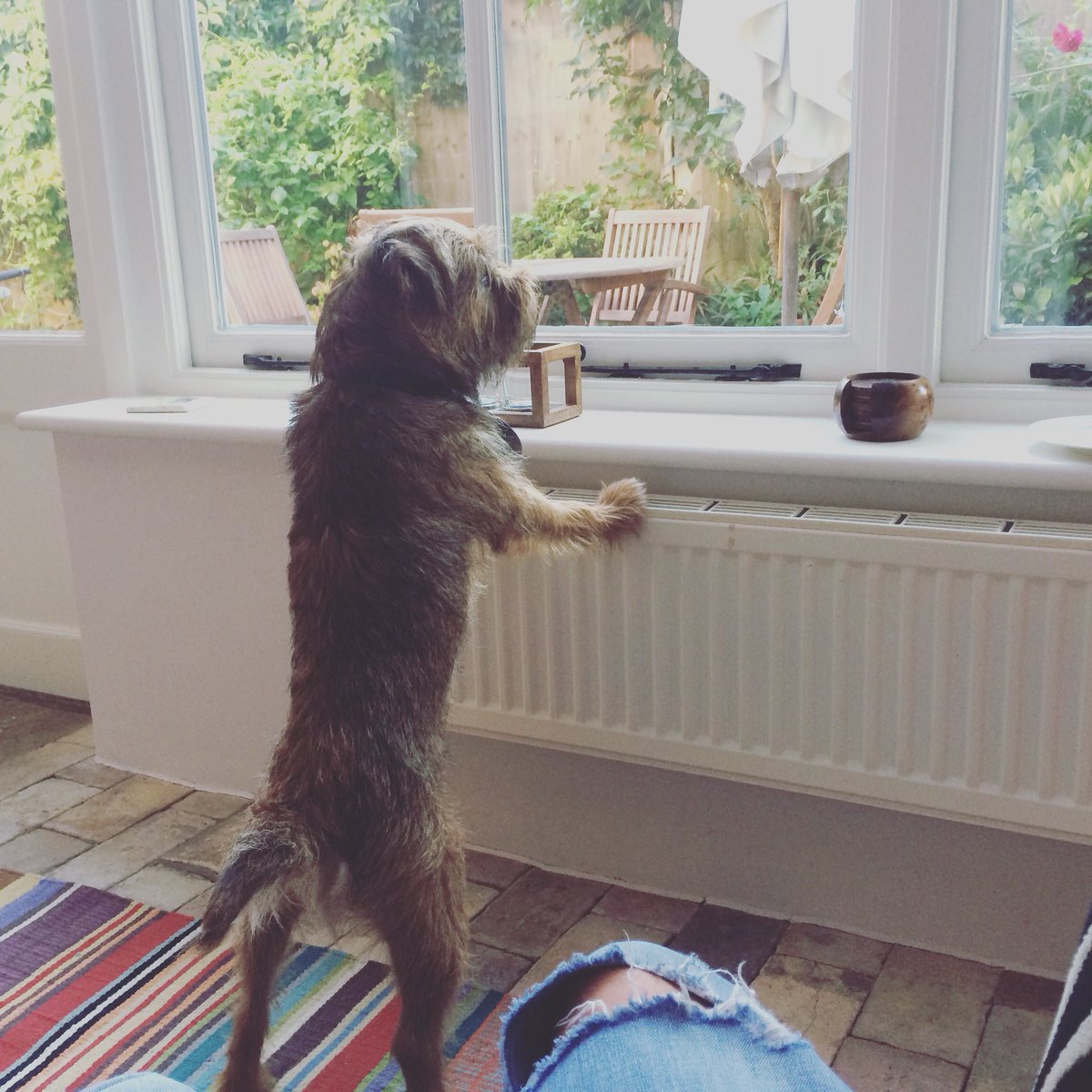 keepcottage's tweet photo. Psst.. we now welcome dogs @keepcottage and the Wood Store holiday homes in Orford Suffolk #getdownshep here is rusty a tv star #speaktomyagent https://t.co/jVCeGXr7Lj
