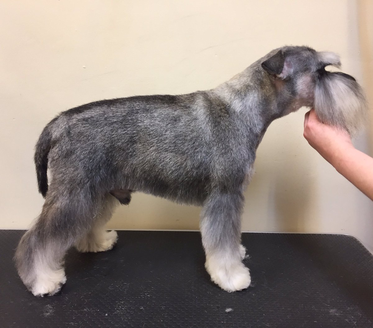 Brightonpetspa's tweet photo. Wow! What a transformation for George today. 😍 https://t.co/Kt6sTwuVAK