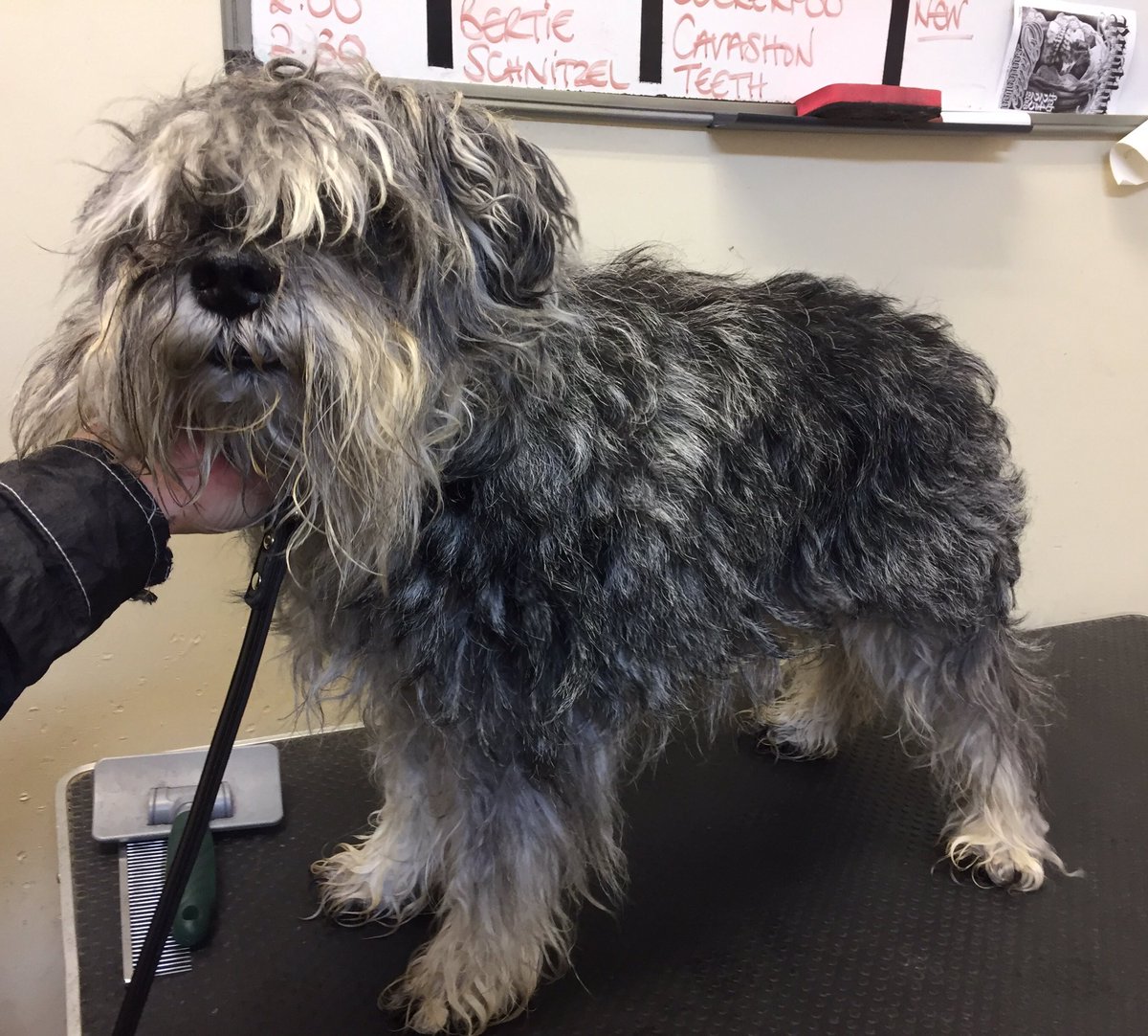 Brightonpetspa's tweet photo. Wow! What a transformation for George today. 😍 https://t.co/Kt6sTwuVAK