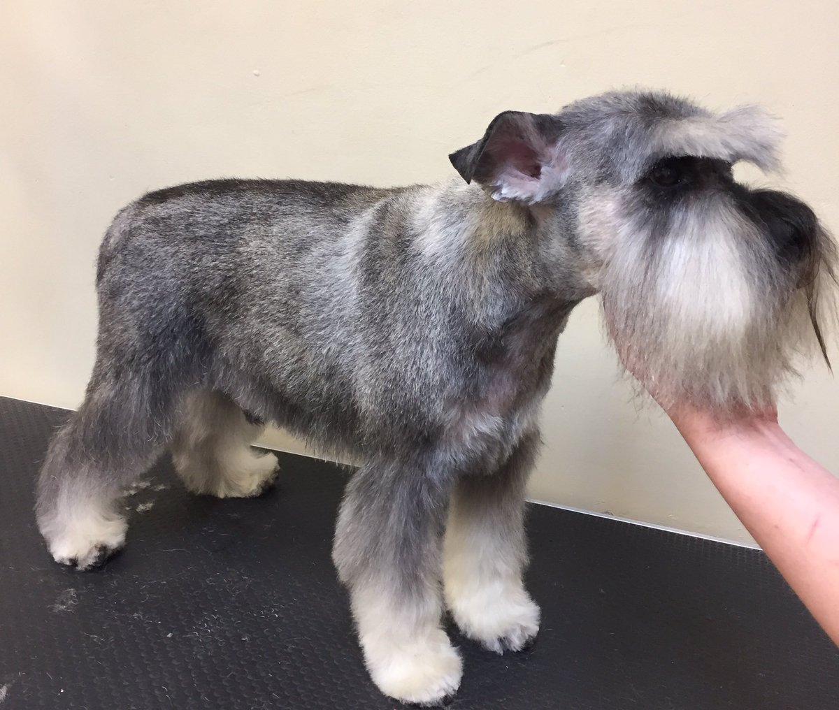 Brightonpetspa's tweet photo. Wow! What a transformation for George today. 😍 https://t.co/Kt6sTwuVAK