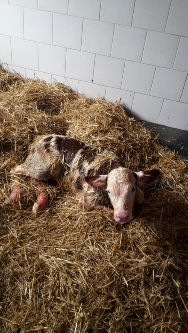 moocallofficial's tweet photo. Sonja Lauter send this in. She said: "It's a boy. 60kg. Out of a first calf heifer." #agtwitter #farming #agtech #agpic #farmlife #agvocate https://t.co/QhtSyYi2a1